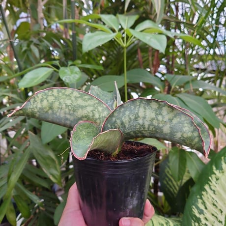 Sansevieria sp. Mafinga Tanzania Dragon Wing サンスベリア ドラゴンウィング LL5