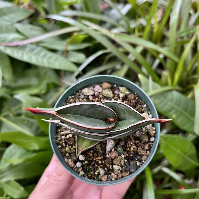 Sansevieria rorida サンスベリア ロリダ R11 | My-Favthings Sansevieria rorida サンスベリア ロリダ R11 | My-Favthings