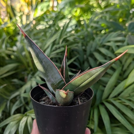 Sansevieria Pinguicula サンセベリア ピングイキュラ SP12