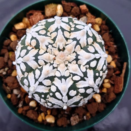 アストロフィツム スーパー兜 Vタイプ 4 Astrophytum asterias cv 'Super Kabuto' V