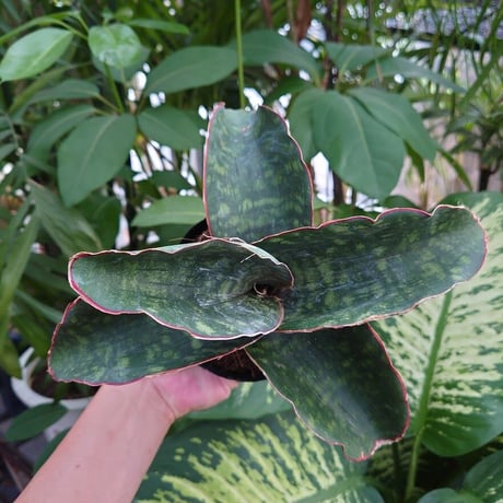 Sansevieria sp. Mafinga Tanzania Dragon Wing サンスベリア ドラゴンウィング LL2