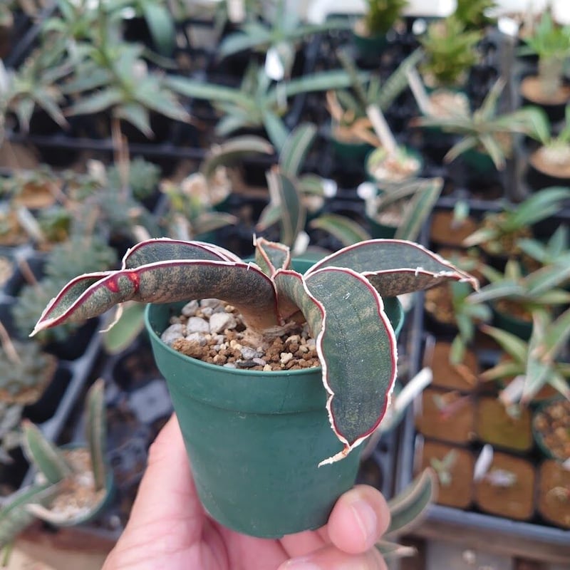 Sansevieria hallii Pink Bat サンスベリア ピンクバット 10 【送 Sansevieria hallii Pink Bat サンスベリア ピンクバット 10 【送