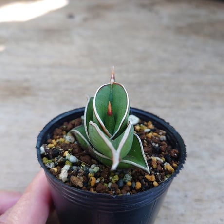 Sansevieria rorida サンスベリア ロリダ R3