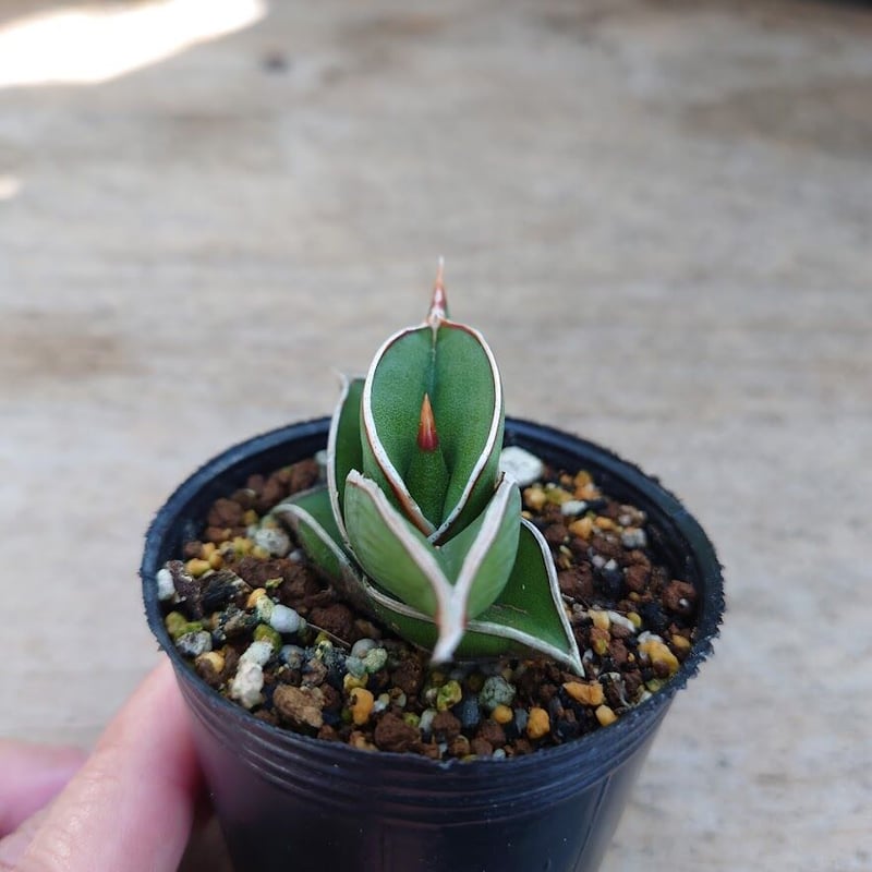 Sansevieria rorida サンスベリア ロリダ R3 | My-Favthings