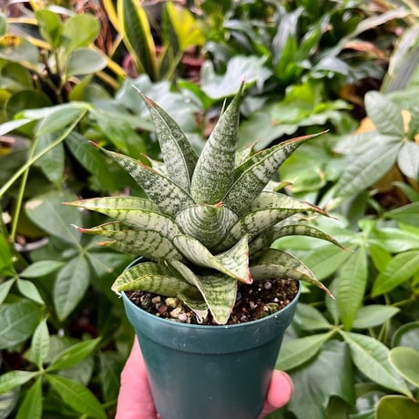 Sansevieria Marga サンセベリア マルガ SVM1