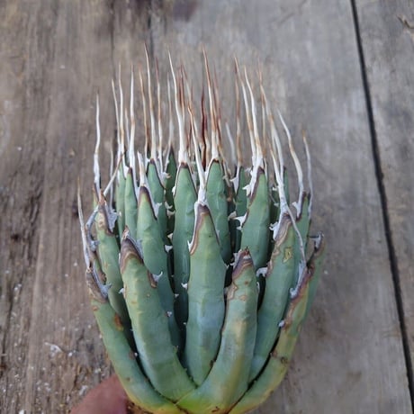 アガベ ユタエンシス ネバデンシス 7 Agave uthaensis var. nevadensis