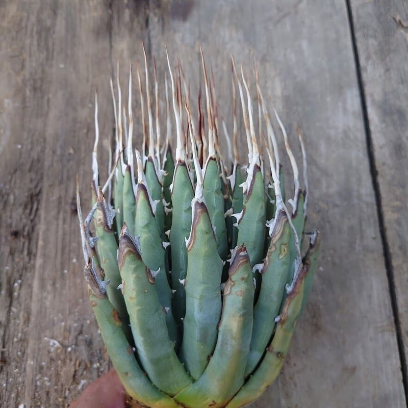 アガベ ユタエンシス ネバデンシス 7 Agave uthaensis var. nevade