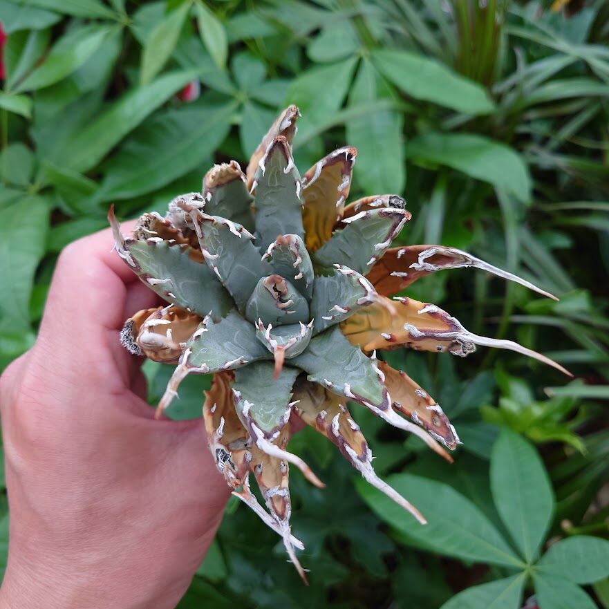 アガベ ユタエンシス ネバデンシス YN8 Agave uthaensis var