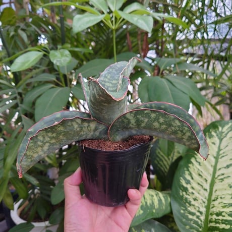 Sansevieria sp. Mafinga Tanzania Dragon Wing サンスベリア ドラゴンウィング LL3