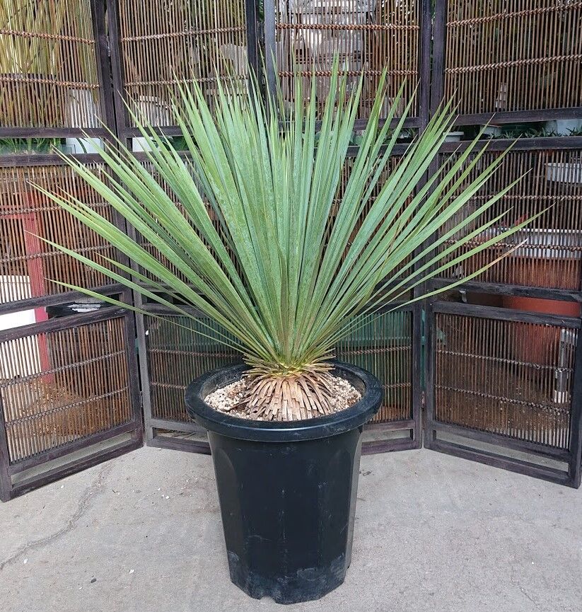 ユッカ • ロストラータ【樹高:約103cm】Jun21 ユッカ ロストラータ yucca rostrata 希少種 【送料無料】 | My-Favth