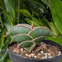 Sansevieria rorida サンスベリア ロリダ R14