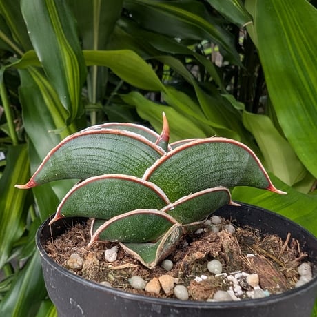 ＊Sansevieria Rorida＊サンスベリアロリダ＊斑入り＊ Amazon.co.jp: サンスベリア ロリダ 斑入り Sansevieria Rorida