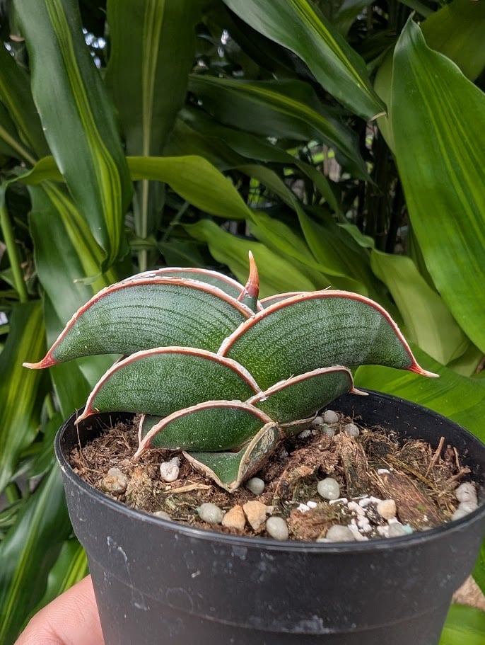Sansevieria rorida サンスベリア ロリダ R14 | My-Favthings