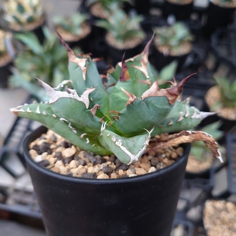アガベ チタノタ 姫厳龍 1 Agave titanota dwarf