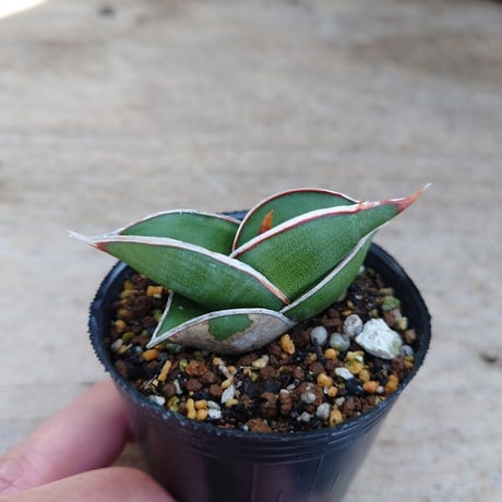 Sansevieria rorida サンスベリア ロリダ R3