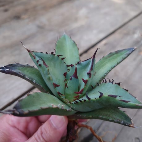 アガベ チタノタ 黒鯨 3 Agave titanota black whale