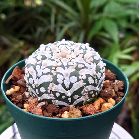 アストロフィツム スーパー兜 Vタイプ 4 Astrophytum asterias cv 'Super Kabuto' V