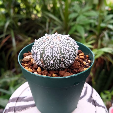 アストロフィツム スーパー兜 Vタイプ 1 Astrophytum asterias cv 'Super Kabuto' V