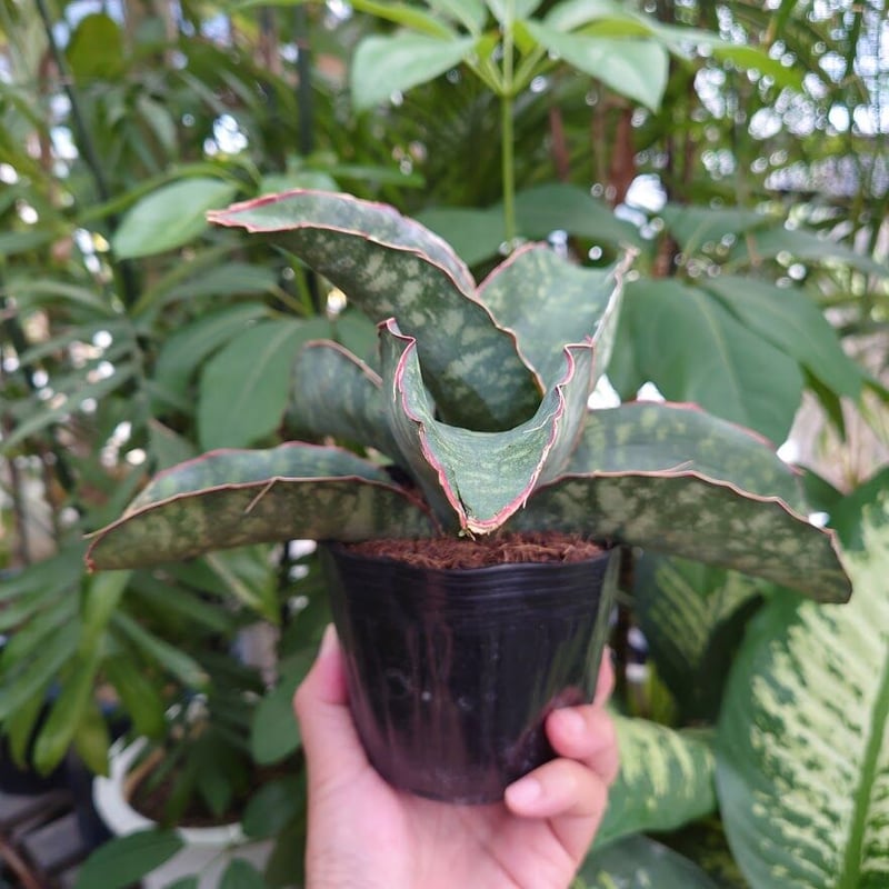 サンスベリア dragon wing variegated C サンスベリア dragon wing variegated C
