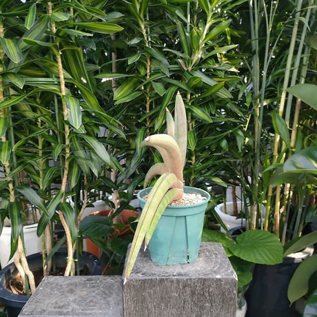 サンセベリア プフィステリ SANSEVIERIA PFISTERII