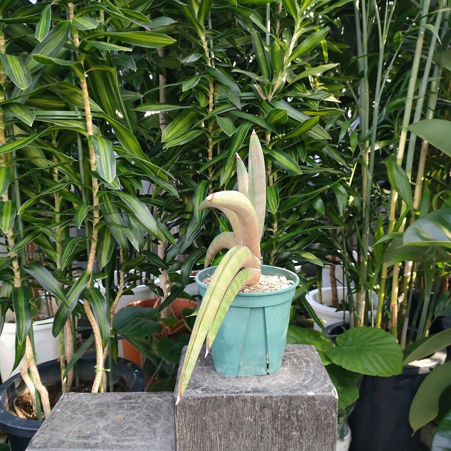 サンセベリア プフィステリ SANSEVIERIA PFISTERII | My-Favthings