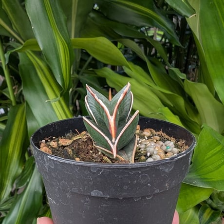 Sansevieria rorida サンスベリア ロリダ R20