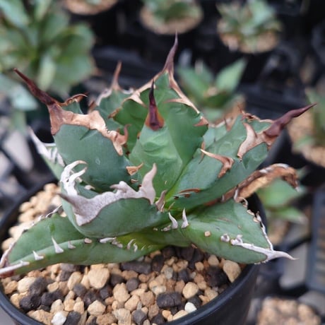 アガベ チタノタ 姫厳龍 1 Agave titanota dwarf