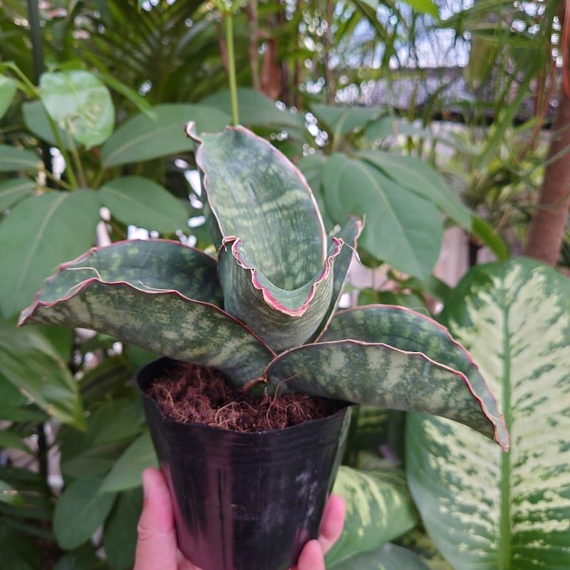 Sansevieria sp. Mafinga Tanzania Dragon Wing サン