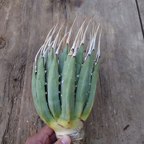 アガベ ユタエンシス ネバデンシス 2 Agave uthaensis var. nevadensis