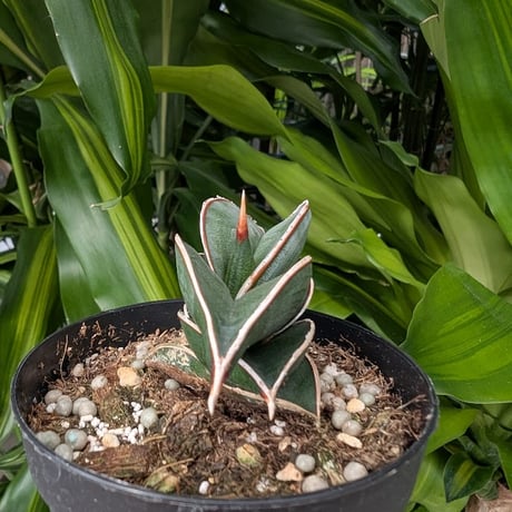 Sansevieria rorida サンスベリア ロリダ R14