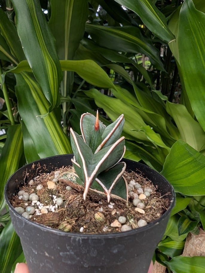 h*s様 サンスベリア　ロリダ Sansevieria rorida サンスベリア ロリダ R14 | My-Favthings