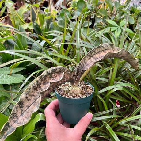Sansevieria kirkii var. pulchra Coppertone サンスベリア キルキー プルクラ コパトーン SVKPC1