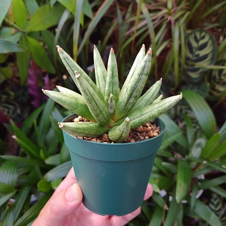 サンスベリア ヘッジホッグ 1 Sansevieria Hedgehog
