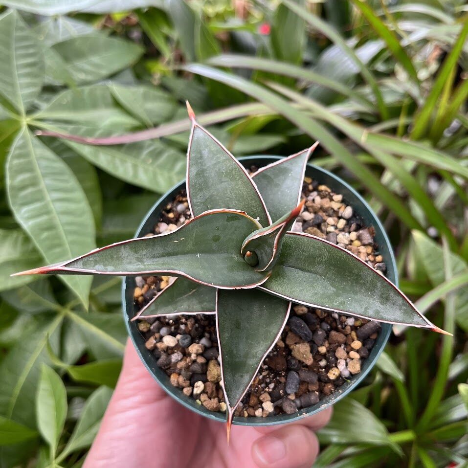 サンスベリア ラヴラノス 23251 Sansevieria Lav.23251 (LAV5)