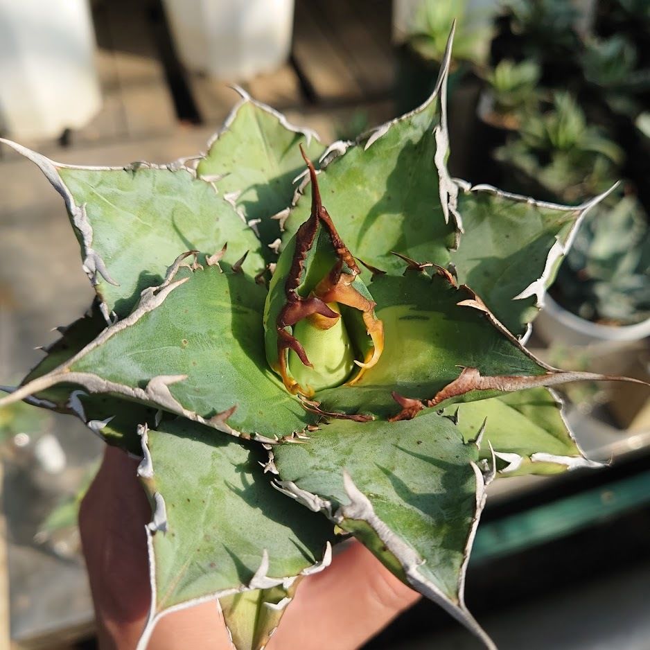 CATEGORY ユッカ | My-Favthings