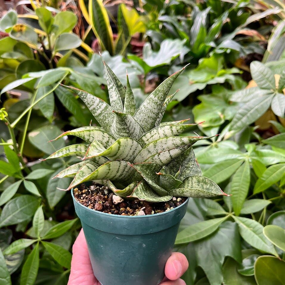 Sansevieria Marga サンセベリア マルガ SVM1 | My-Favthings