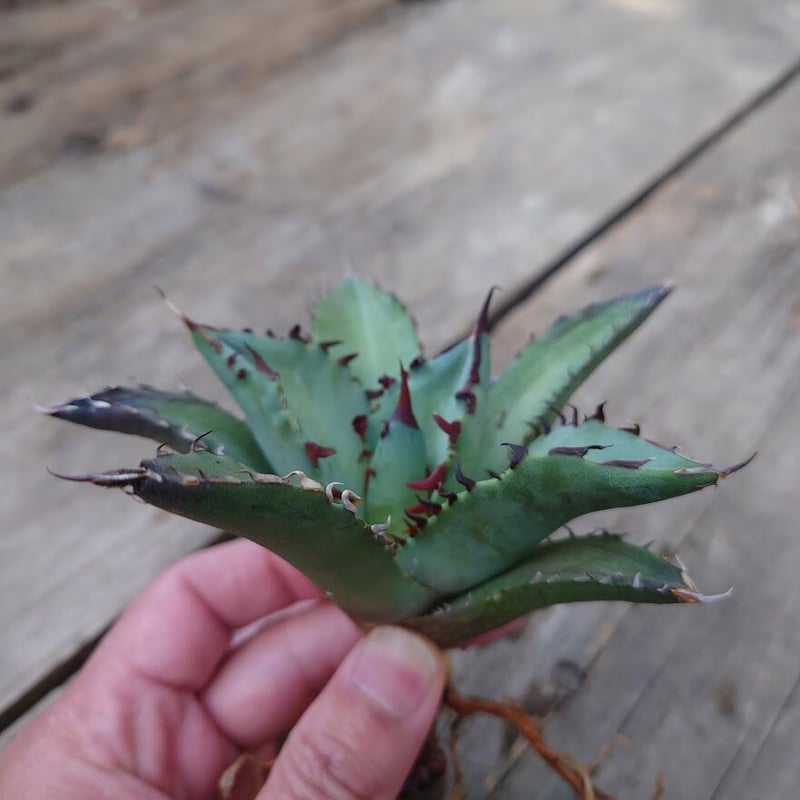 アガベ チタノタ 黒鯨 3 Agave titanota black whale | My-F アガベ チタノタ 黒鯨 3 Agave titanota black whale | My-F