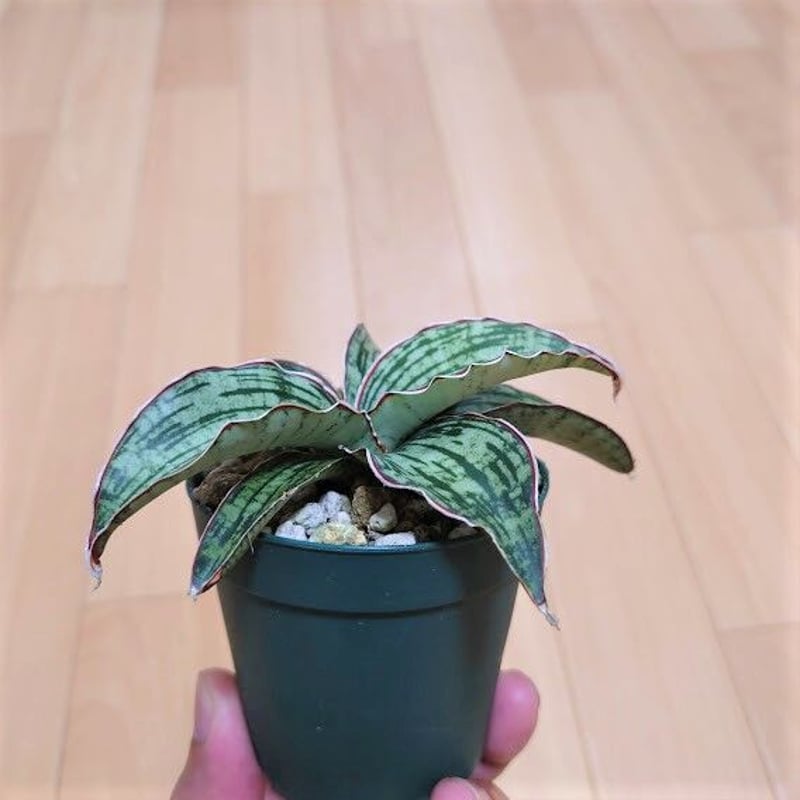サンスベリア クレオパトラ 2 Sansevieria Cleopatra hyb | My-