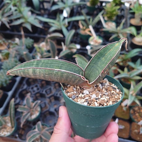 Sansevieria hallii Pink Bat サンスベリア ピンクバット 3 【送料一律500円】