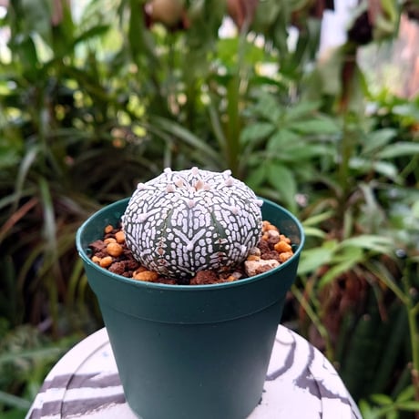 アストロフィツム スーパー兜 Vタイプ 1 Astrophytum asterias cv 'Super Kabuto' V