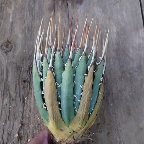 アガベ ユタエンシス ネバデンシス 6 Agave uthaensis var. nevadensis