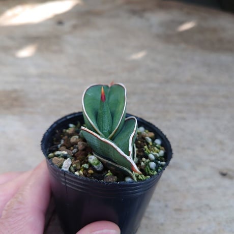 Sansevieria rorida サンスベリア ロリダ R1