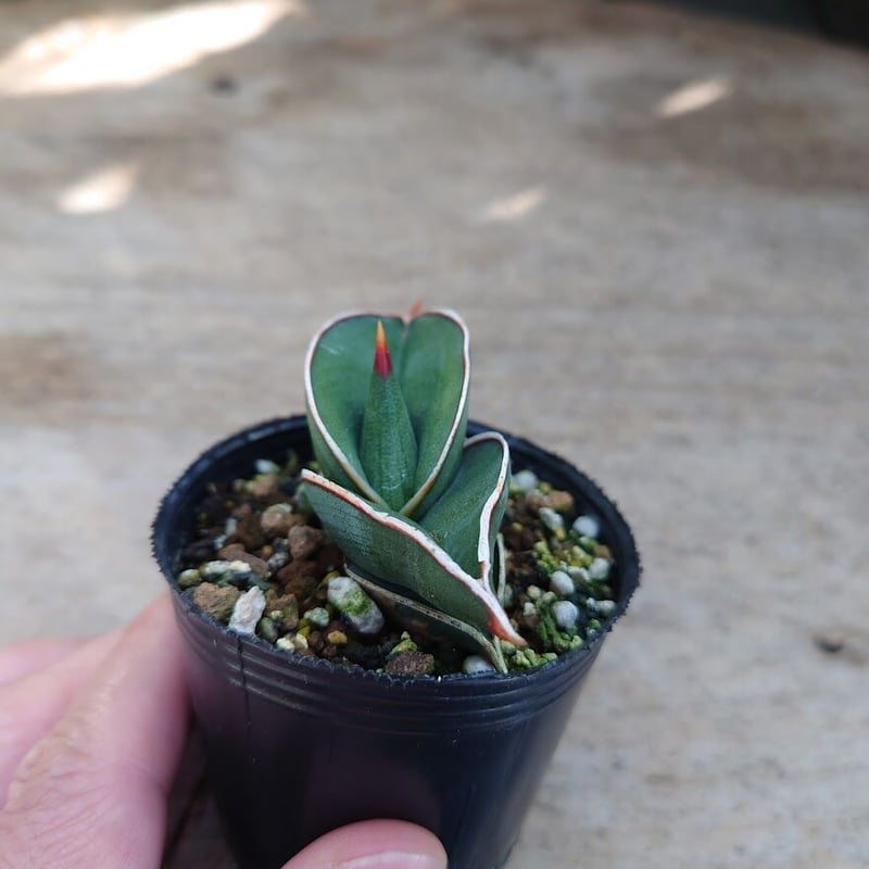 ＊Sansevieria Rorida＊サンスベリアロリダ＊斑入り＊ サンセベリア ロリダ 斑入り「Sansevieria rorida Var.」6/14-771