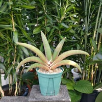 サンセベリア プフィステリ SANSEVIERIA PFISTERII