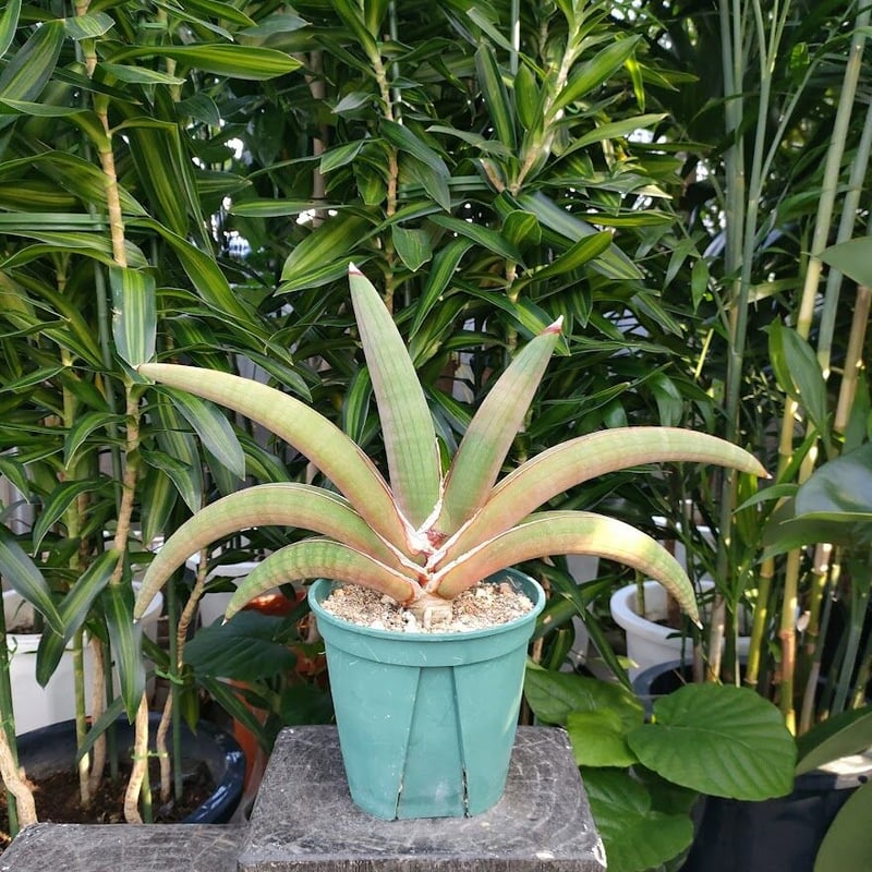サンセベリア プフィステリ SANSEVIERIA PFISTERII | My-Favthings サンセベリア プフィステリ SANSEVIERIA PFISTERII | My-Favthings
