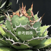 アガベ チタノタ レッドゴースト RG2 Agave titanota “赤鬼“ redghost
