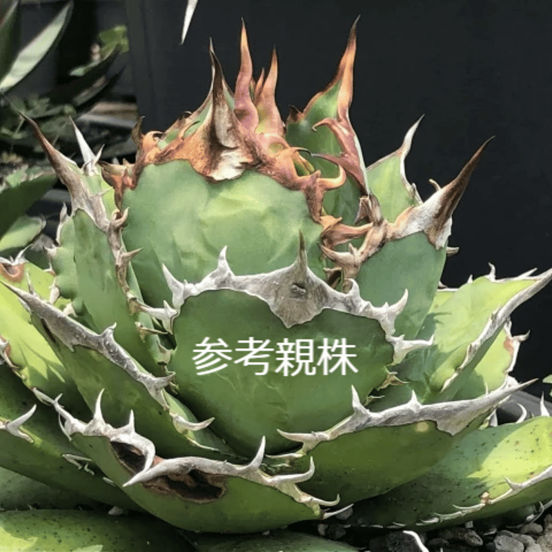 アガベ チタノタ レッドゴースト RG2 Agave titanota “赤鬼“ redgho