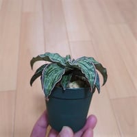 サンスベリア クレオパトラ 1 Sansevieria Cleopatra hyb