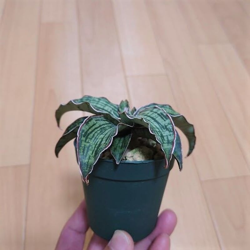 サンスベリア サドワラ ケーブス 斑入り 子株 サンセベリア