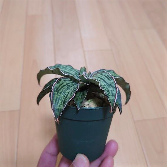 サンスベリア クレオパトラ 1 Sansevieria Cleopatra hyb | My-